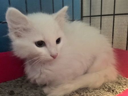 Cotton Tail
